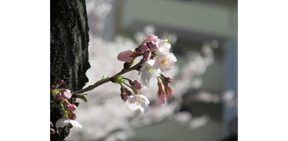 upload/533/20150602/sakura0113.JPG