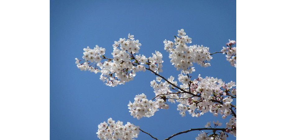 upload/533/20150602/sakura0215.JPG