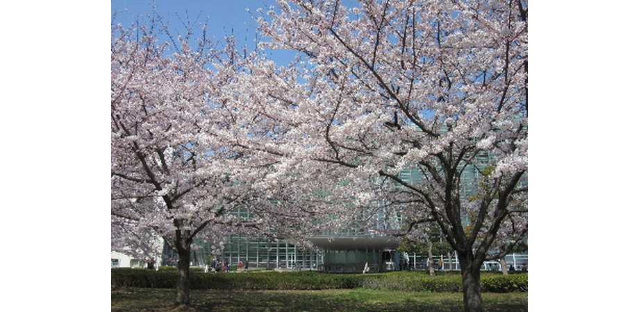 upload/533/20150602/sakura0462.JPG